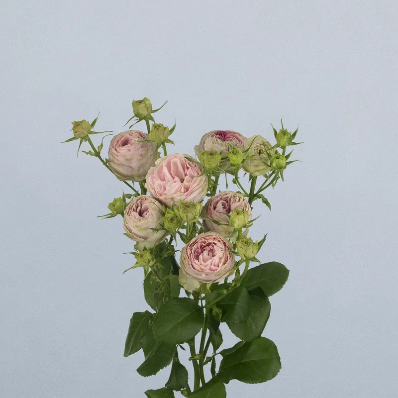 PINK LACE - Floricode