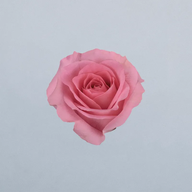 Pink Frisbee - floricode