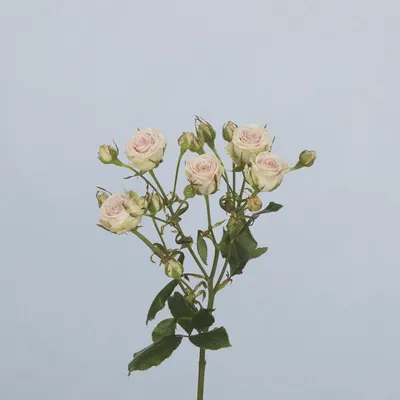 Pinky Promise - floricode