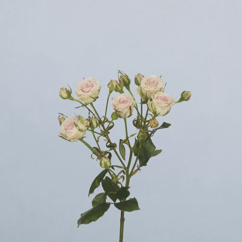 Pinky Promise - floricode