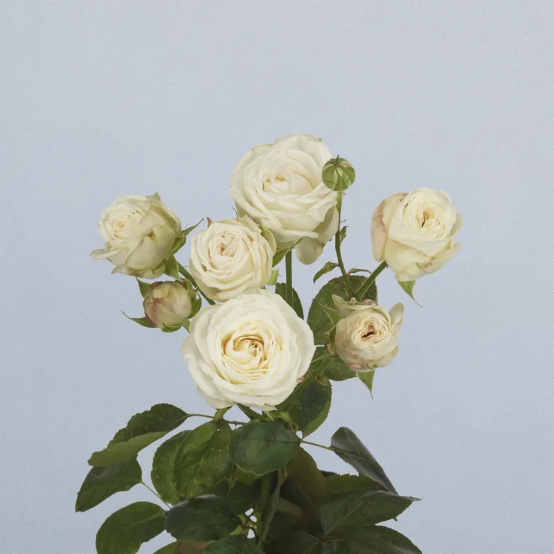 Princess Bombastic - floricode