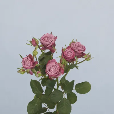 Purple Queen - floricode