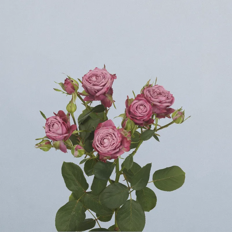 Purple Queen - floricode