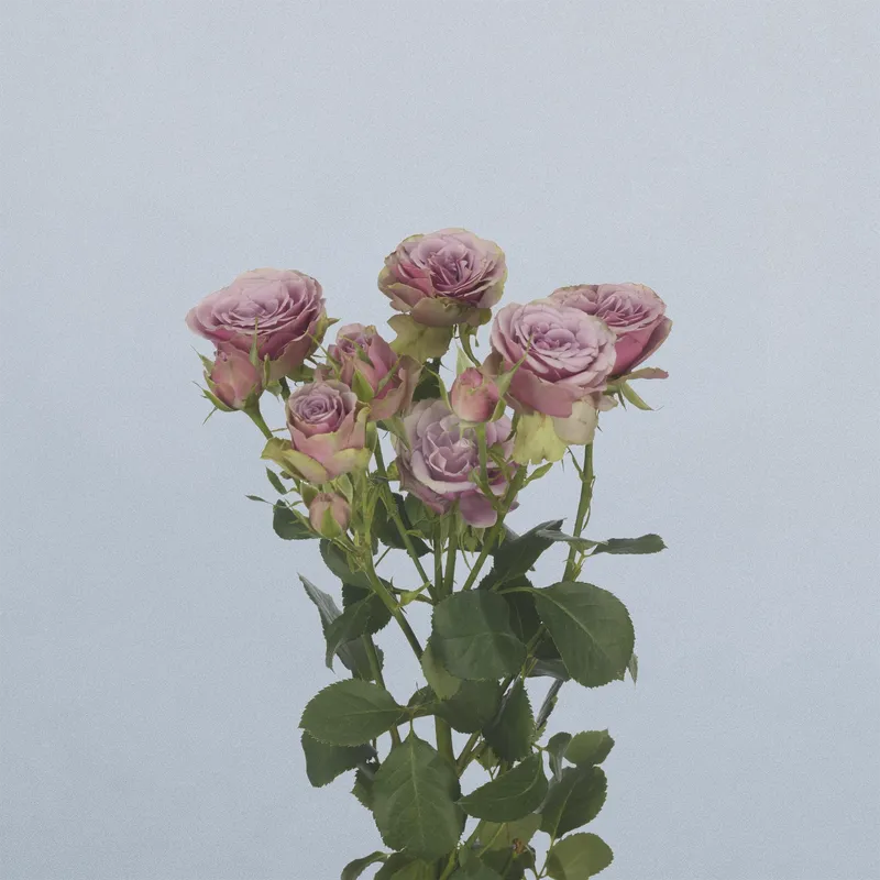 Purple Sky - floricode