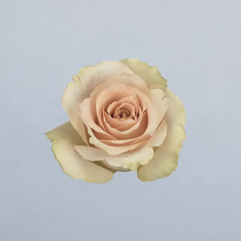 Quicksand - floricode