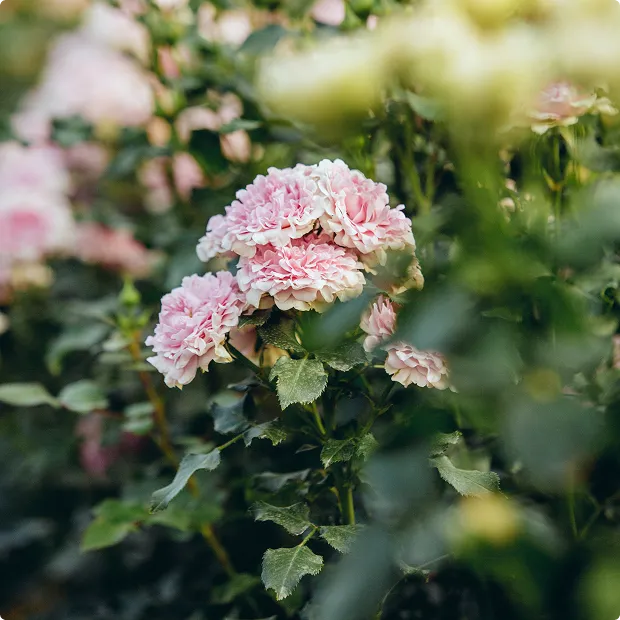 Innovation - Homepage