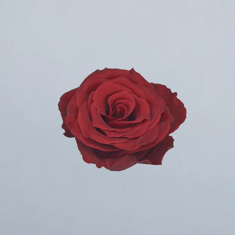 Royal Class - floricode