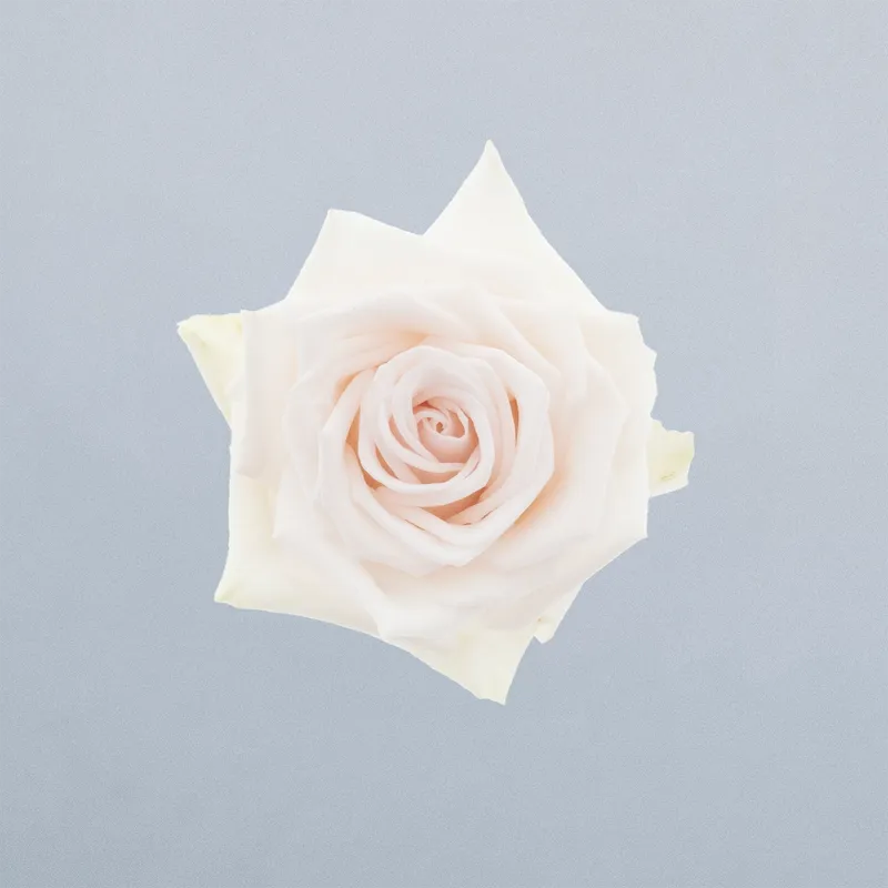 Royal Porcelina_boven