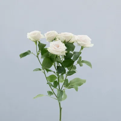 Royal Porcelina_voor