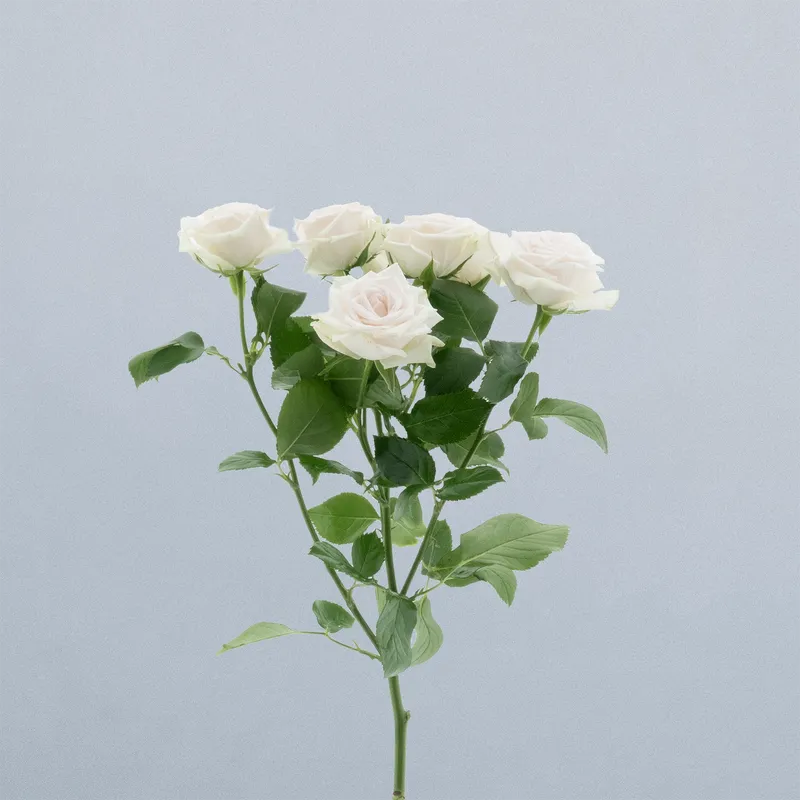 Royal Porcelina_voor