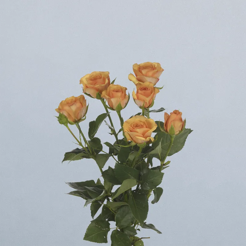 SAFFRON SMILE - floricode