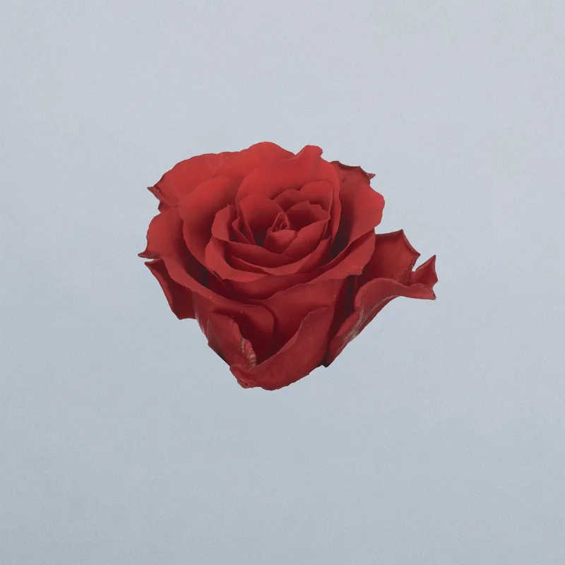 Scarlet Explorer - floricode