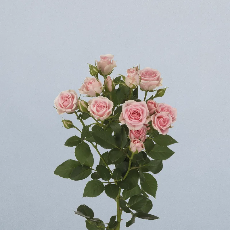 Severina - floricode