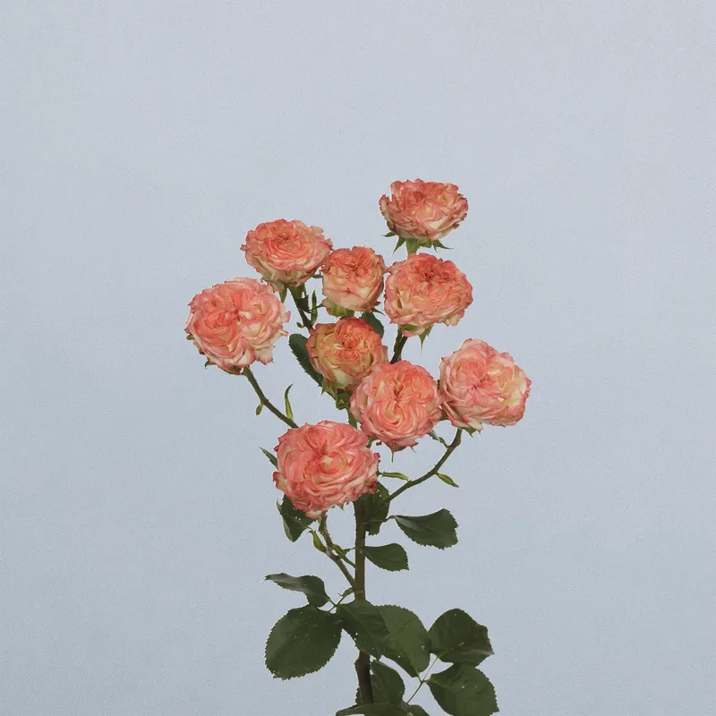 Show Flow - floricode