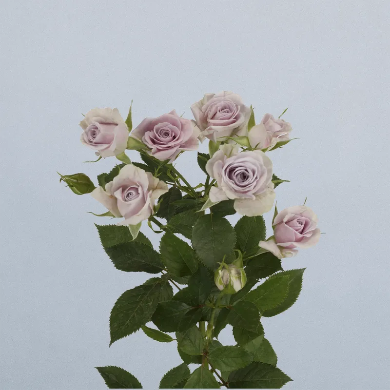 Silver Shadow (floricode)