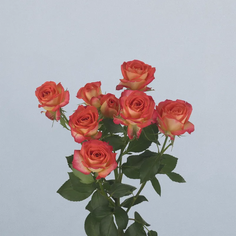 Summer Dance (floricode)