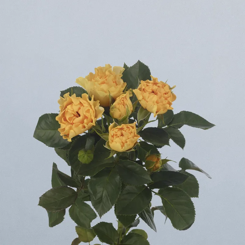 Sun Flow - floricode