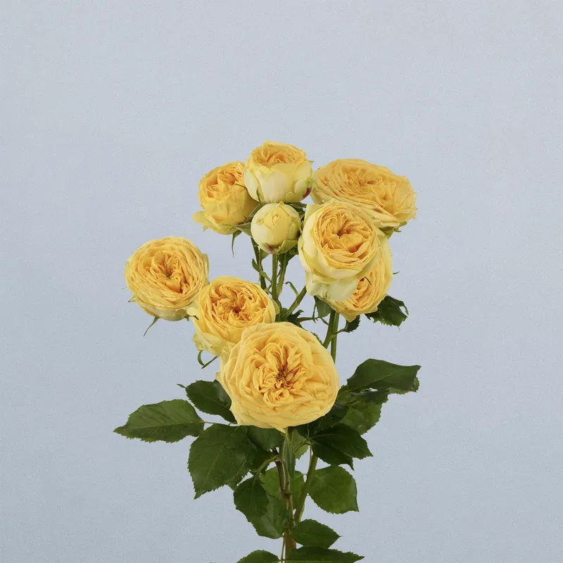 Sunny Trendsetter - floricode