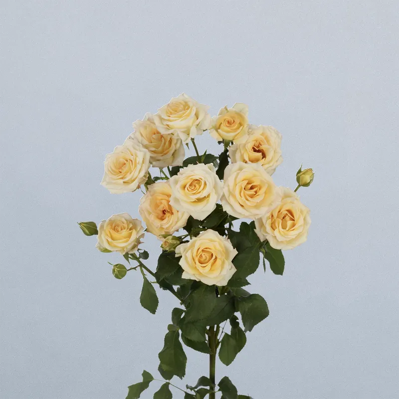 Sweet Chablis - floricode