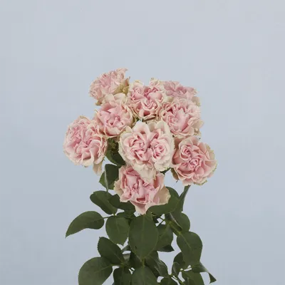 Sweet Flow - floricode