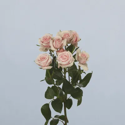 Sweet Porcelina - floricode