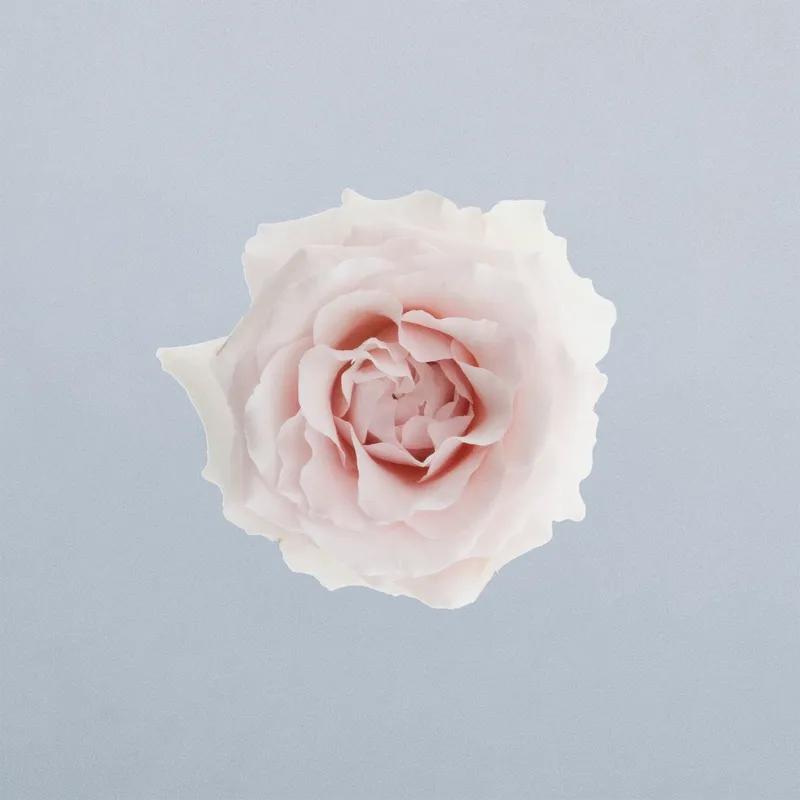 Sweet Porcelina_boven