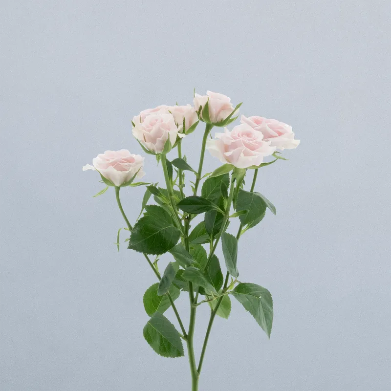 Sweet Porcelina_voor