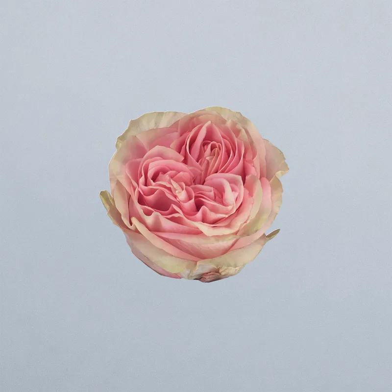 Sweet Surrender (floricode)