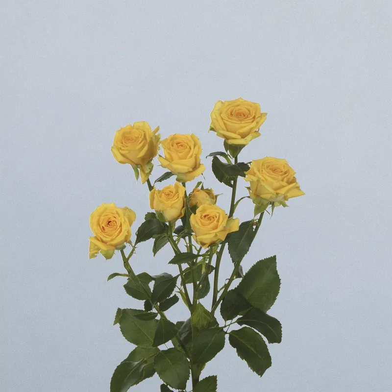 Tarantella - floricode