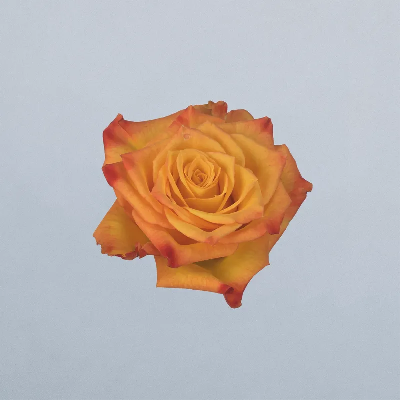 Tiebreak (floricode)