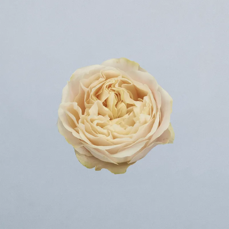 Unforgettable - floricode