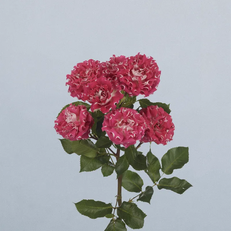 #WISHFUL - floricode