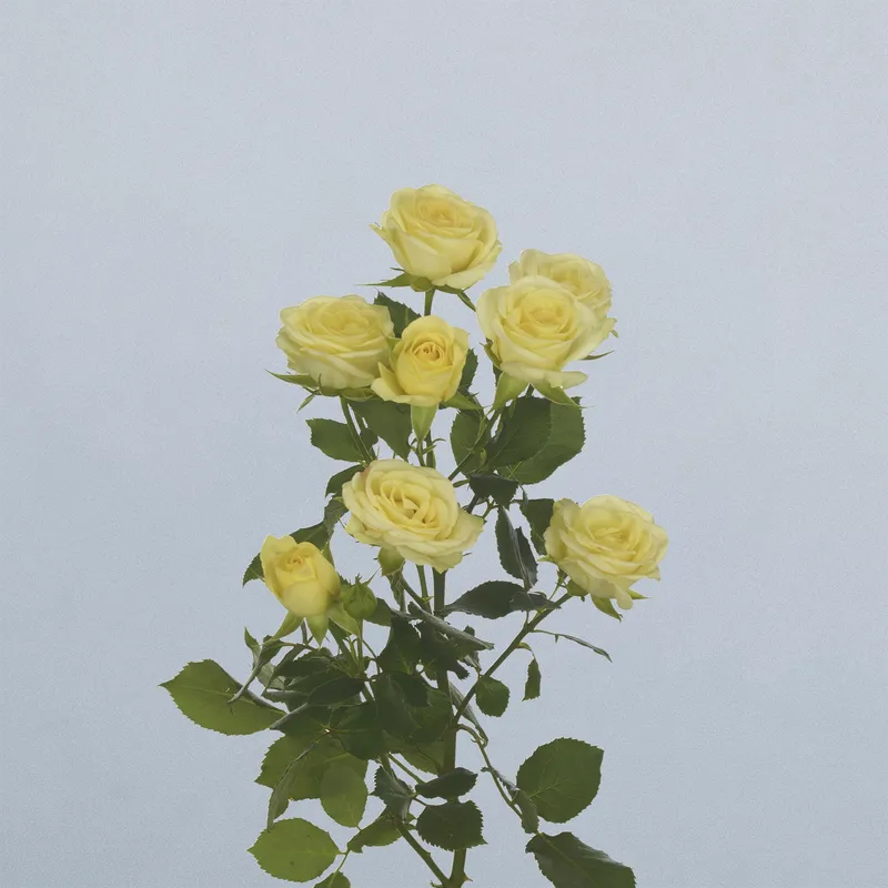 Wedding Invite - floricode