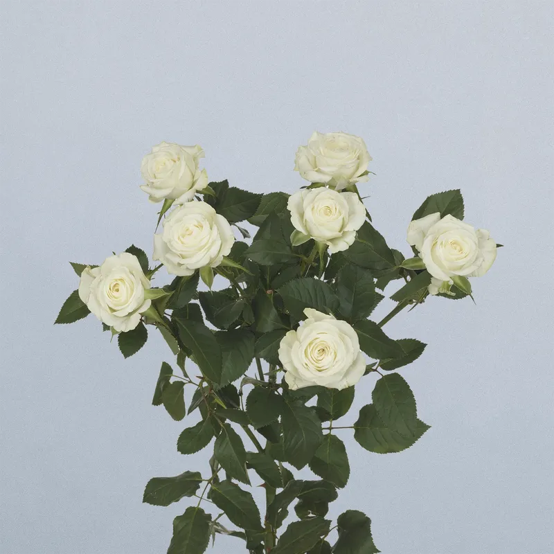 Wedding Party - floricode