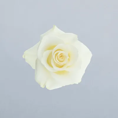 White Diamond® (syn. High Society®)