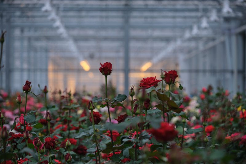 interplant_roses_2020-11-11_14.02.53_0N5M2222