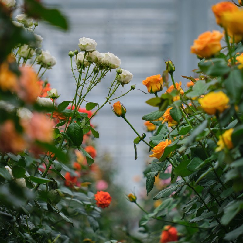 Greenhouse_Roses