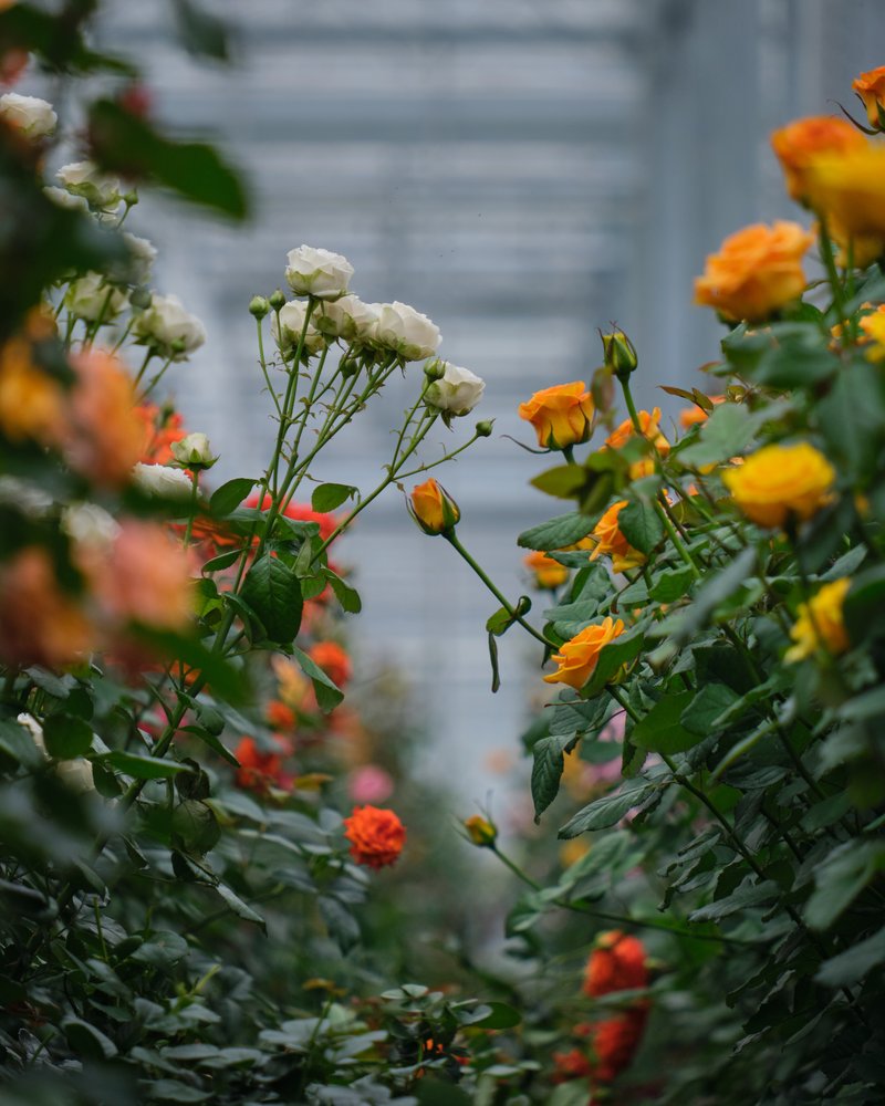 interplant_roses_2020-11-11_14.05.24_0N5M2231