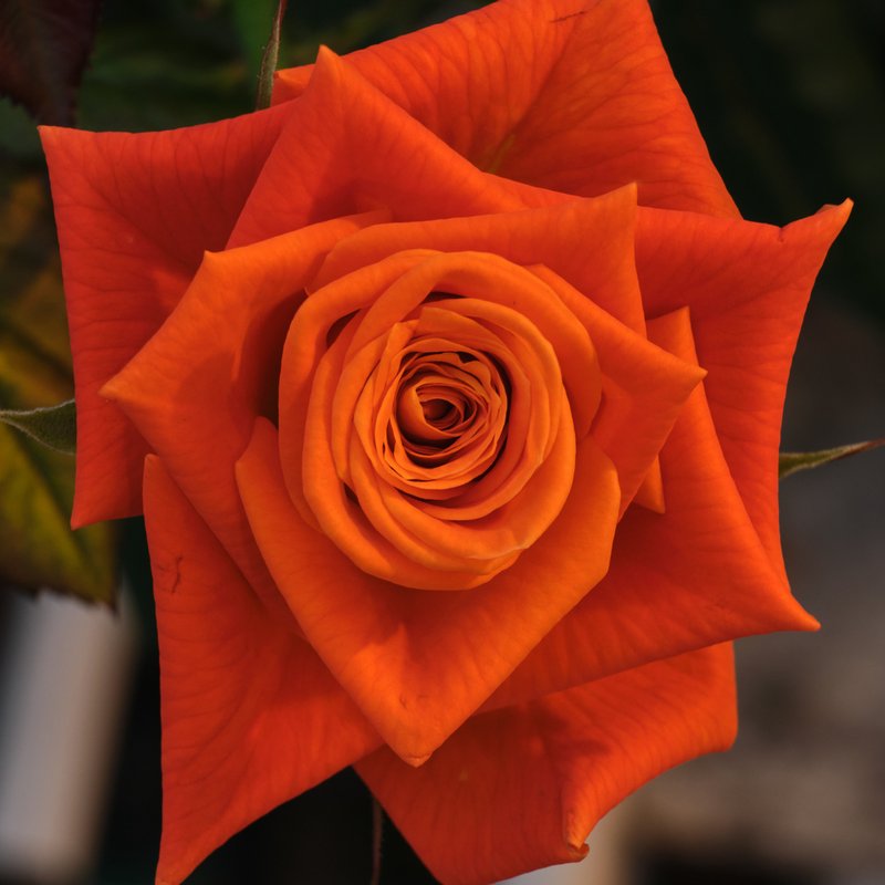 Orange_Rose