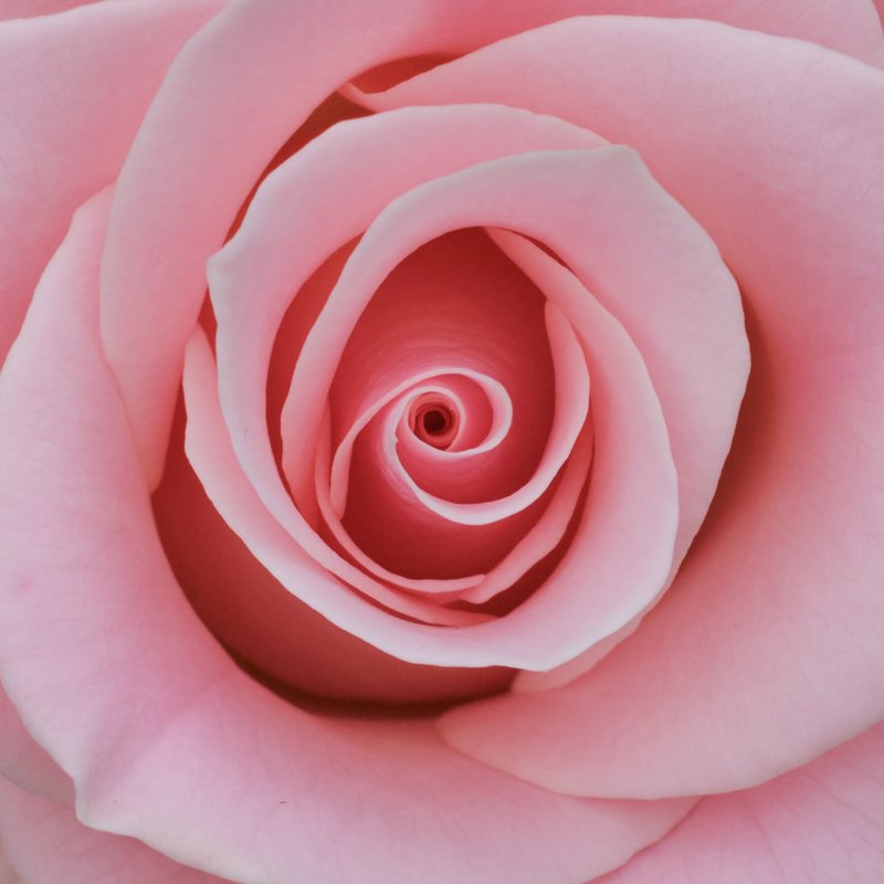 Pink_Rose