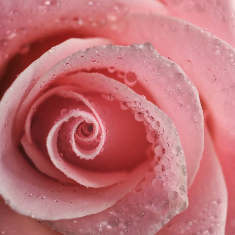 Pink_Rose
