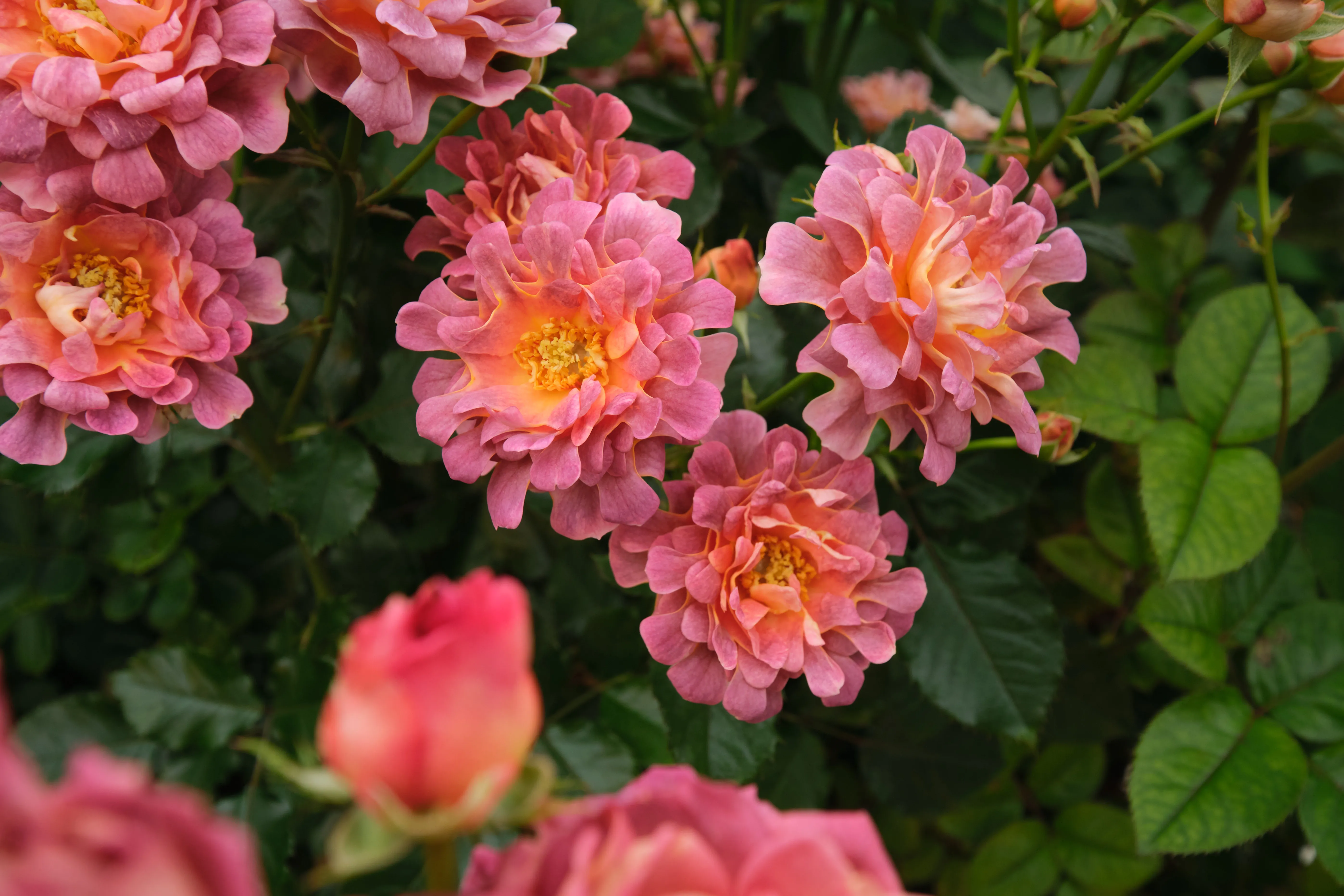 Hashtag_Rose