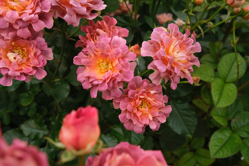 interplant_roses_2020-11-11_15.03.04_0N5M2566 (1)