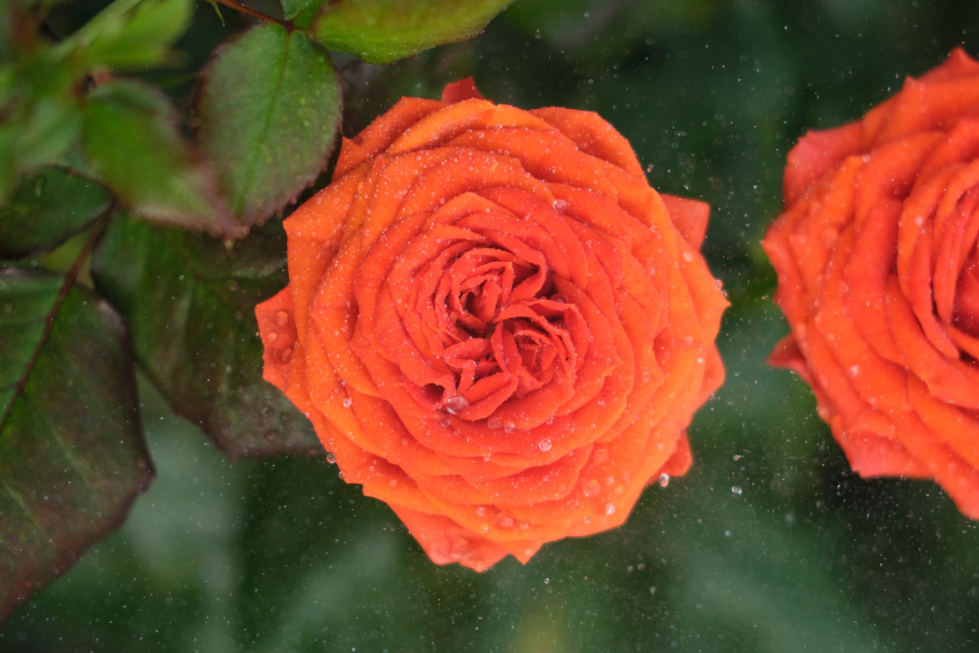 Orange_Rose