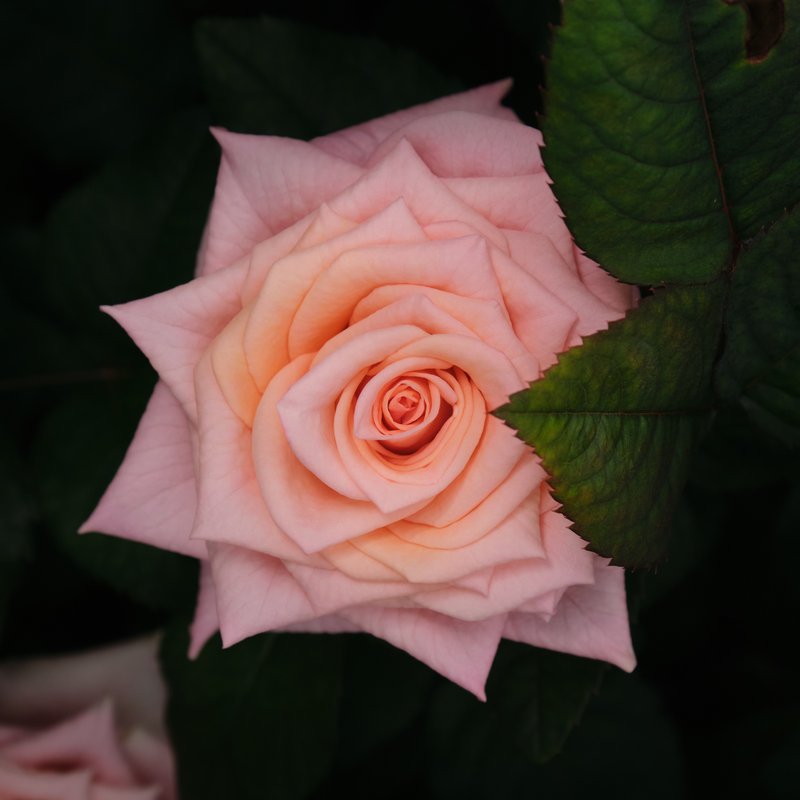 interplant_roses_2020-11-11_15.49.17_0N5M2757