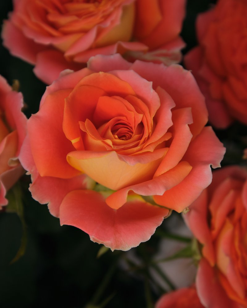 interplant_roses_2020-11-11_15.55.45_0N5M2808