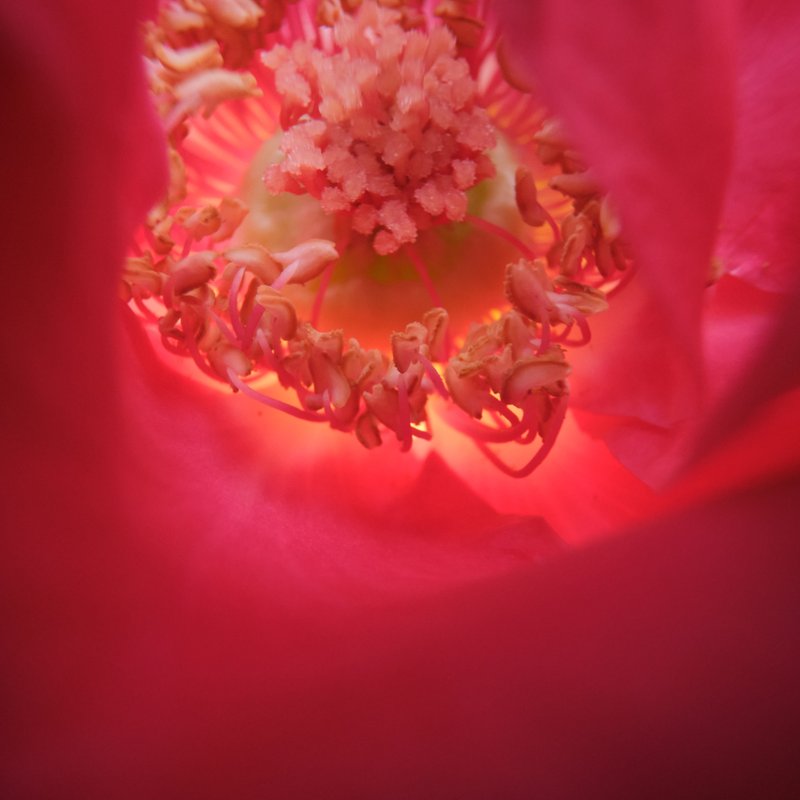 [interplant roses] 2020-11-11 16.07.40 0N5M2921