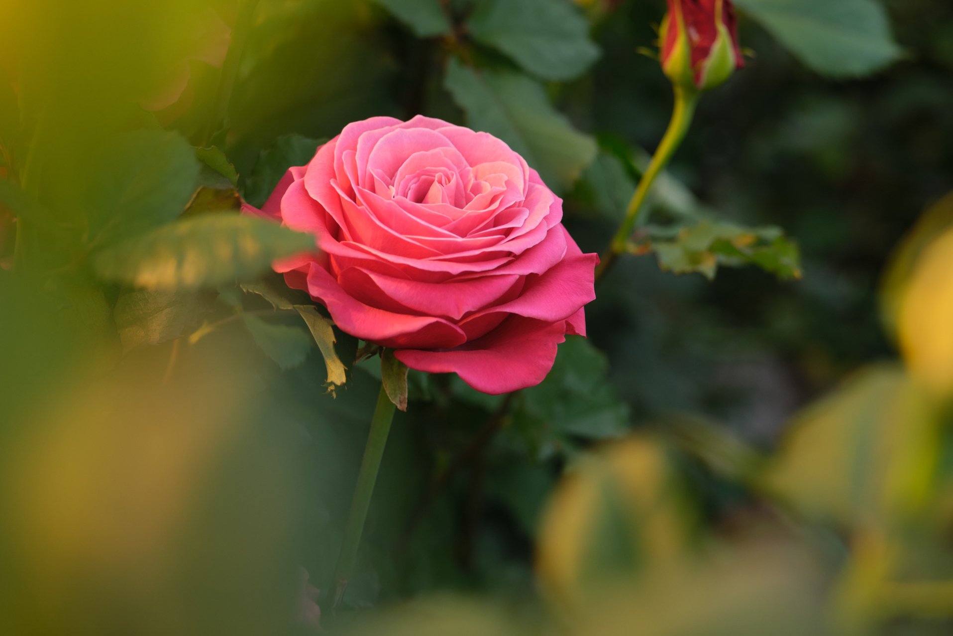 Pink_Rose