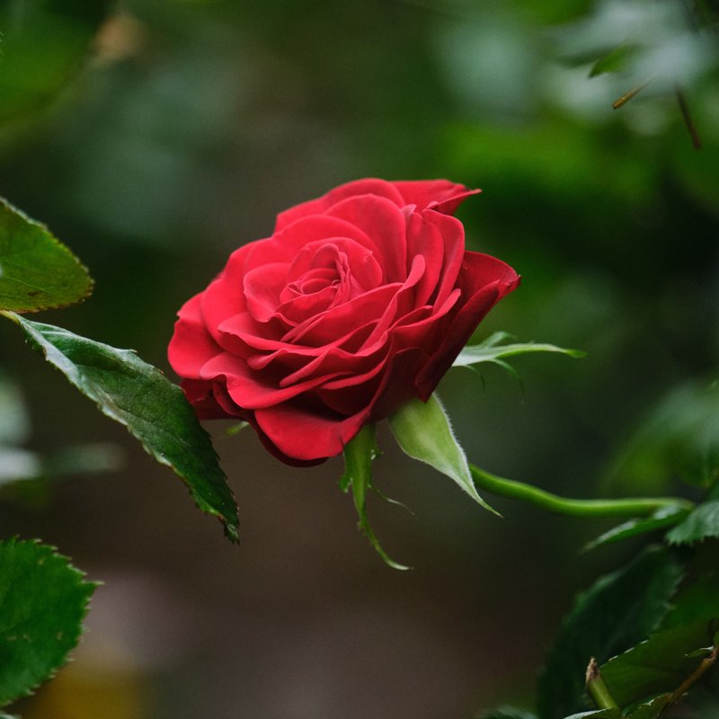 Red_Rose