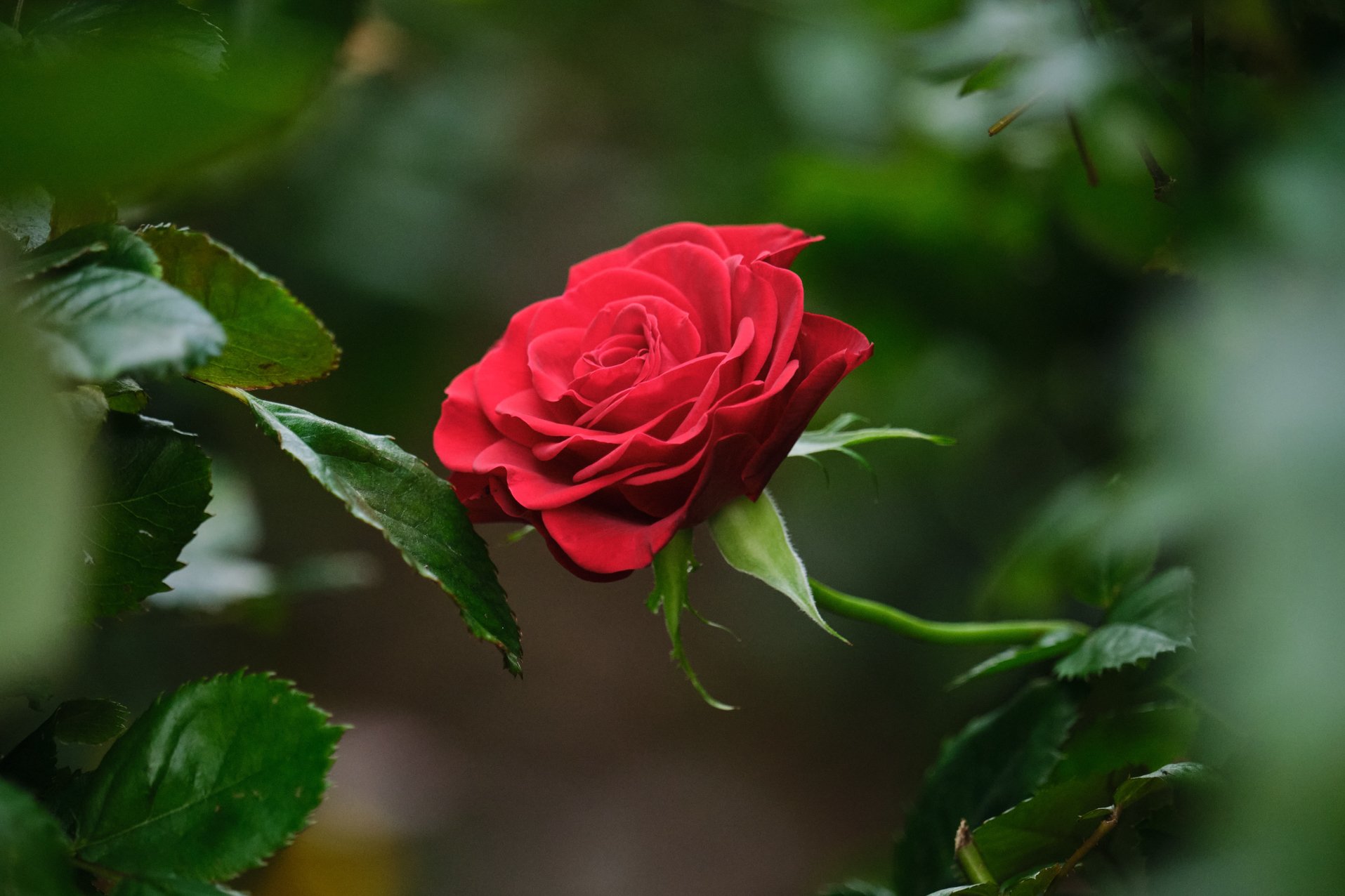 Red_Rose